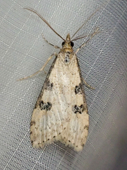 Udea itysalis