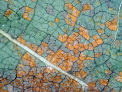 Melampsoridium betulinum