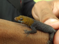 Gonatodes albogularis