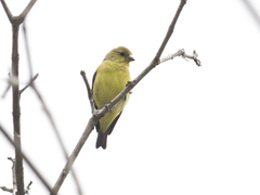 Spinus psaltria