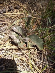 Veronica plantaginea