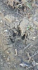 Canis lupus italicus