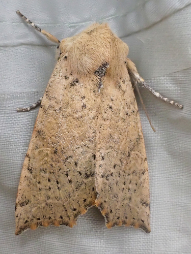 Perigonica angulata photo 2