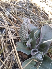 Veronica plantaginea