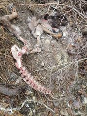 Canis lupus italicus