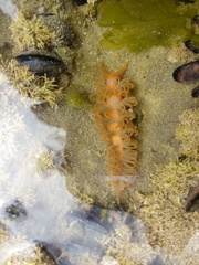 Spurilla braziliana