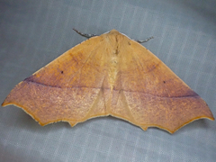 Tetracis cervinaria
