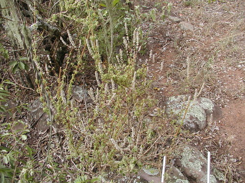 Coleus cylindraceus, photograph 3