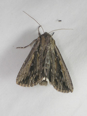 Persectania dyscrita