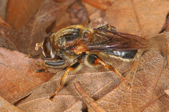 Teuchocnemis lituratus