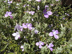 Barleria obtusa