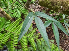 Passiflora antioquiensis