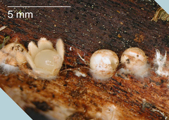 Sphaerobolus iowensis