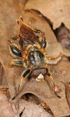 Teuchocnemis lituratus