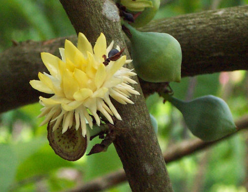 Eupomatiaceae
