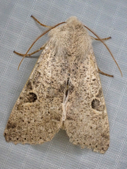 Orthosia behrensiana