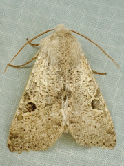 Orthosia behrensiana