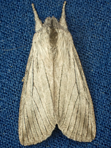 Pleromella opter photo 5