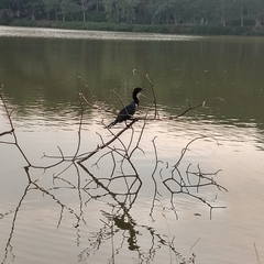 Nannopterum brasilianum