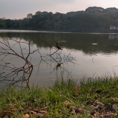 Nannopterum brasilianum