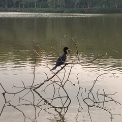 Nannopterum brasilianum