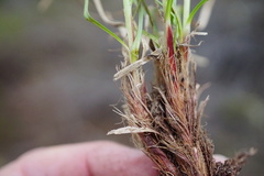 Carex inops inops