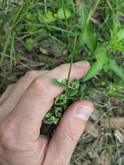 Spigelia hedyotidea