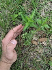Spigelia hedyotidea