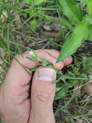 Spigelia hedyotidea