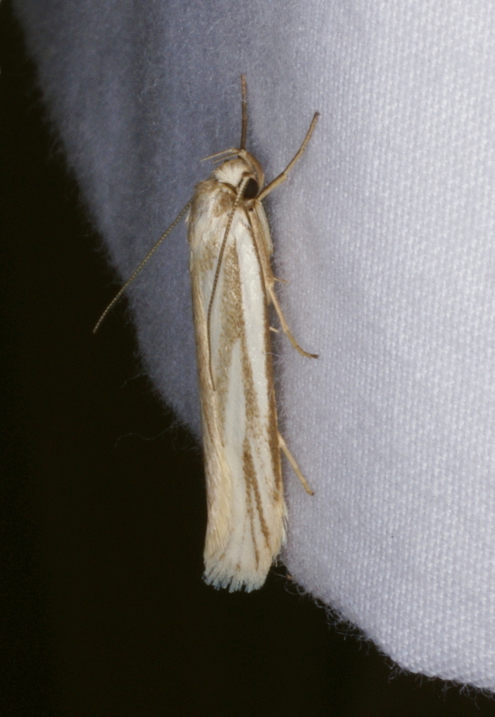 Philobota agnesella