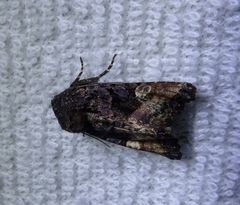 Euplexia
