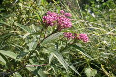 Asclepias incarnata incarnata