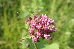 Asclepias incarnata incarnata
