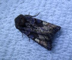 Euplexia