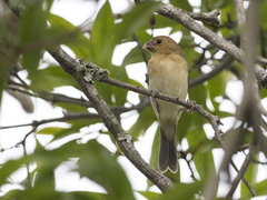 Sporophila intermedia