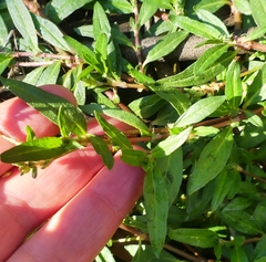 Persicaria prostrata