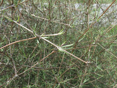 Olearia lineata