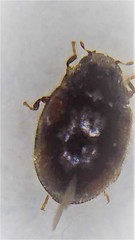 Scymnus blackburni