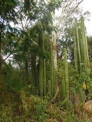 Lophocereus marginatus