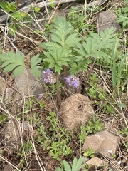 Hydrophyllum capitatum