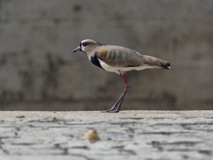 Vanellus chilensis