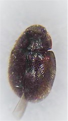 Scymnus blackburni