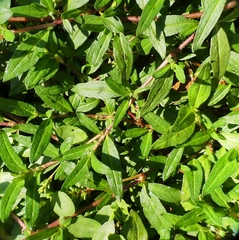 Persicaria prostrata