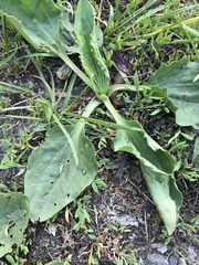 Plantago major