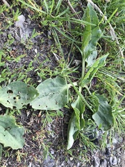 Plantago major