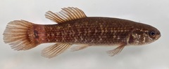 Umbra pygmaea