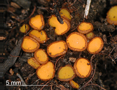 Anthracobia muelleri