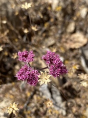 Chorizanthe douglasii