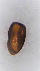 Scymnus blackburni