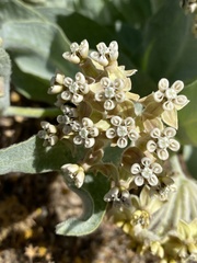 Asclepias vestita